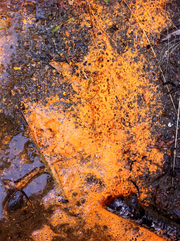 Spruce-needle-rust-spores-on-water-Kenai-Lake-Trail-Alaska