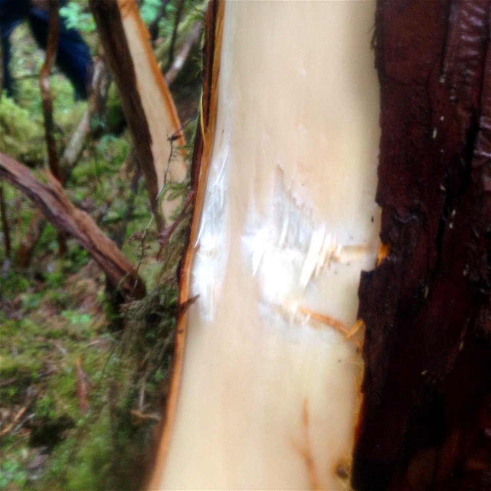 Yellow-cedar-brown-bear-scar-Tongass