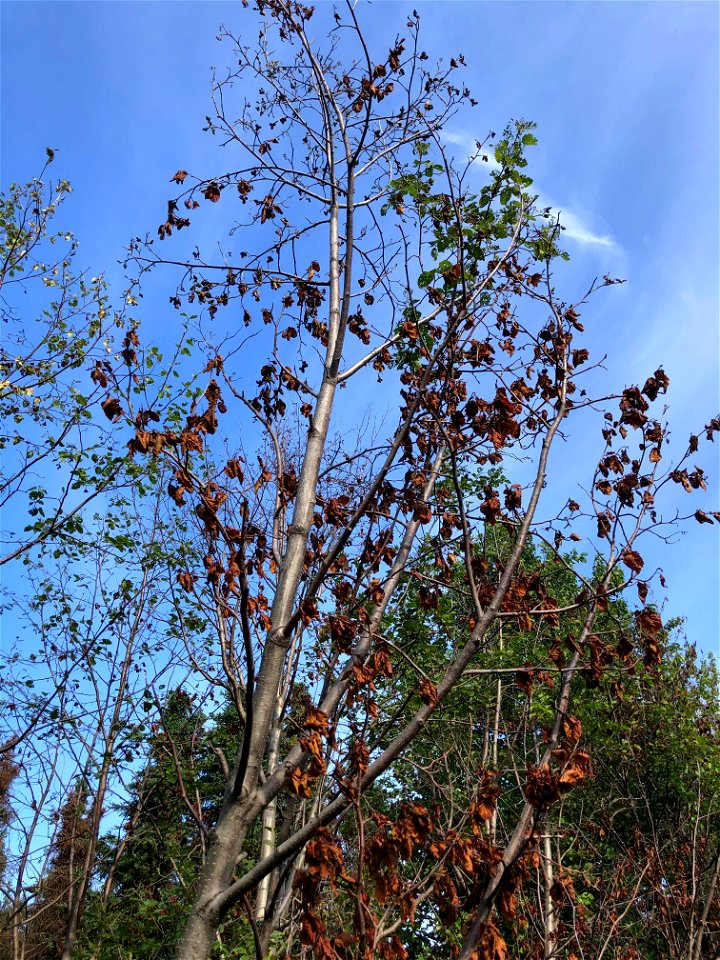 Alder-canker-flagging-branches-near-Anchorage-Alaska