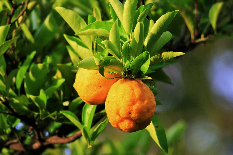 Two ripe lemons hanging on a tree