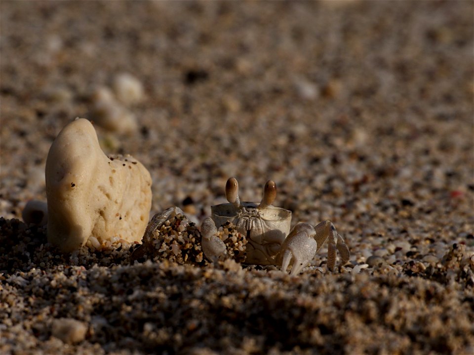 Crabe fantôme avec sa boule de sable ( La Réunion )