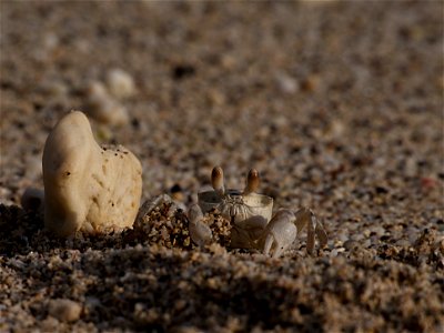 Crabe fantôme avec sa boule de sable ( La Réunion )