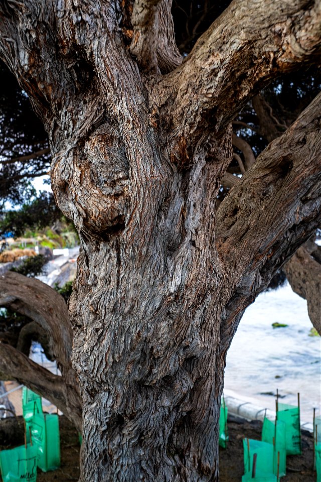 Knotted