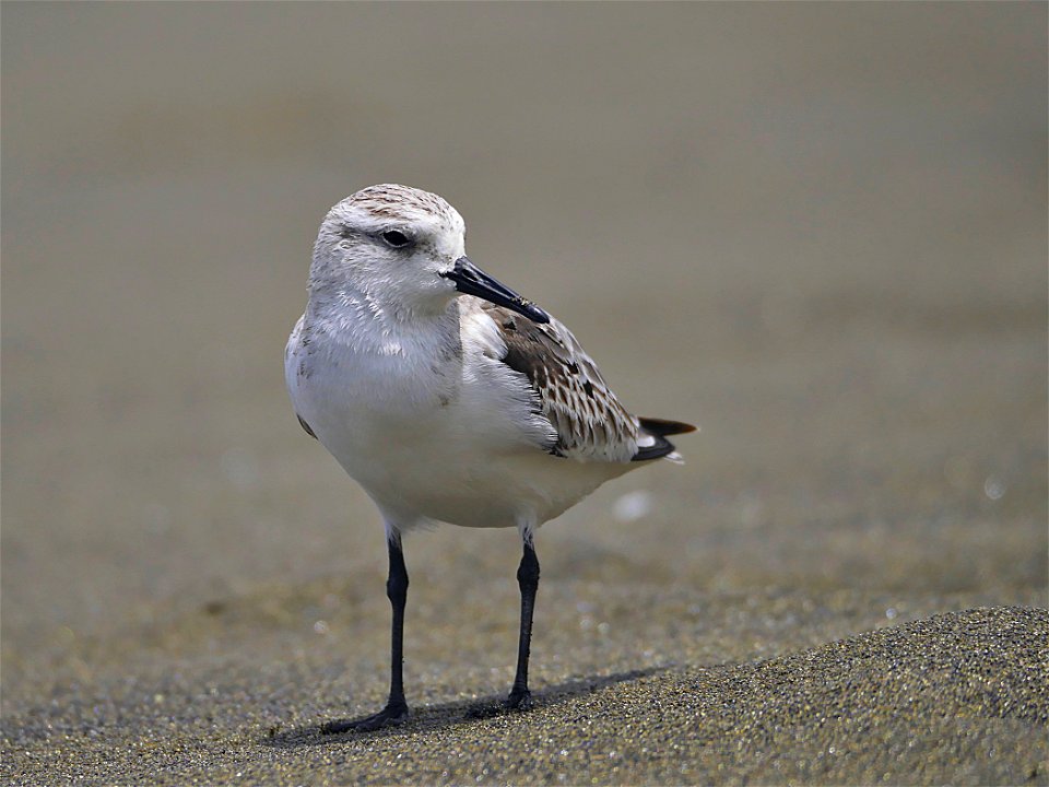 Bécasseau Sanderling (La Réunion)