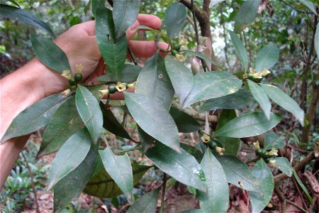 Psychotria nuda (Cham. & Schltdl.) Wawra