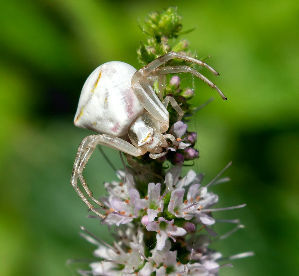 Pink Crab Spider (Thomisus onustus)