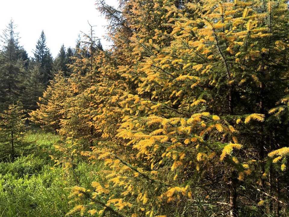 Sitka-spruce-trees-heavy-spruce-needle-rust-Juneau-Tongass-5