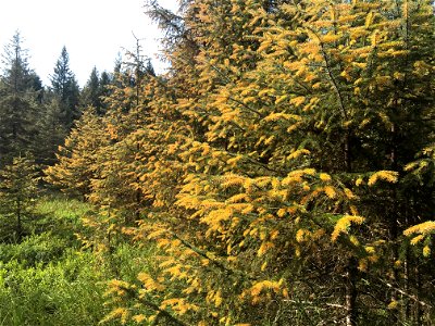 Sitka-spruce-trees-heavy-spruce-needle-rust-Juneau-Tongass-5 photo