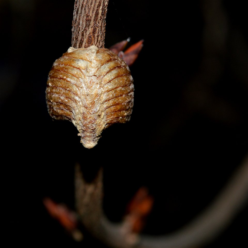 Egg case of Transcaucasian Giant Mantis