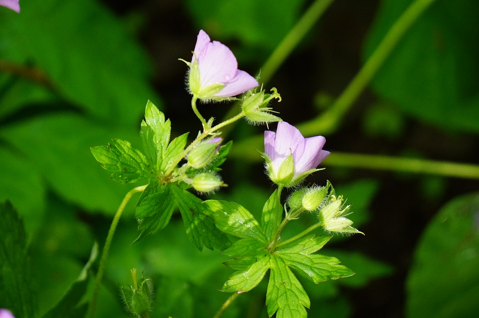 Wildflower Scott's Run Nature Preserve