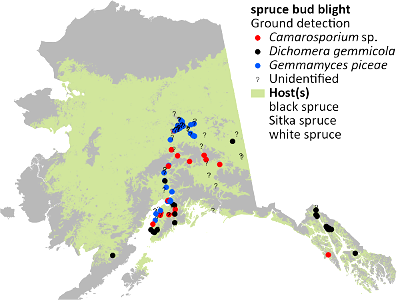 Spruce-bud-blight-cumulative-detection-map-2022-Alaska