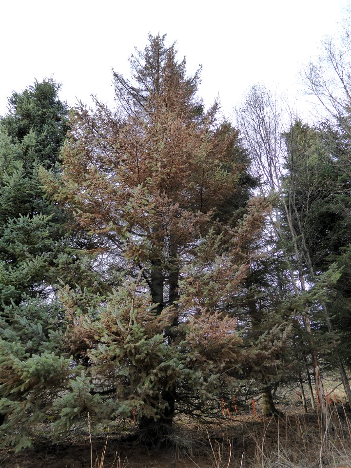 Spruce-aphid-crown-damage-Tongass