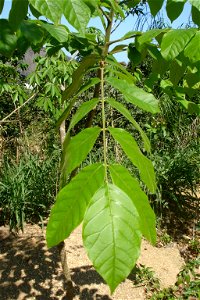 Araribá - Centrolobium robustum