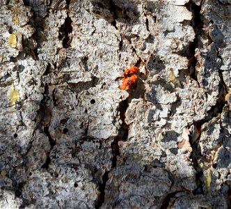 Spruce-beetle-entrance-holes-frass-pitch-tube-Alaska