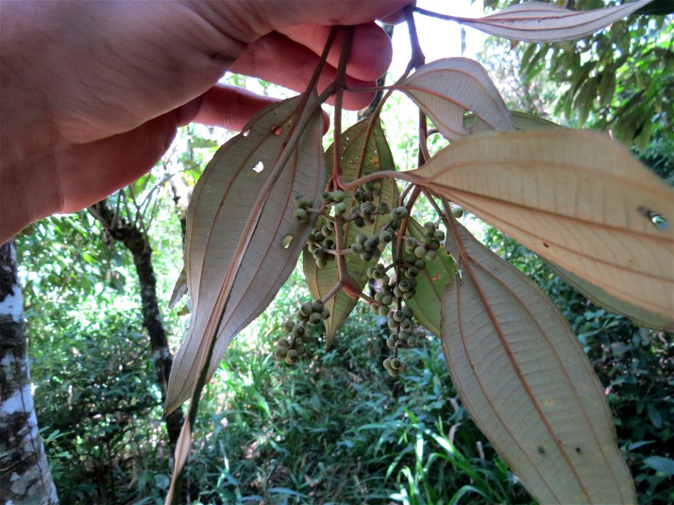Miconia buddlejoides Triana
