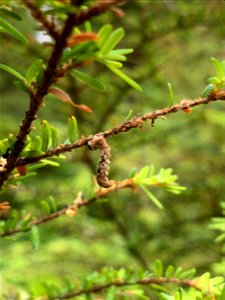 Hemlock-sawfly-larva-fungal-infection-Tongass