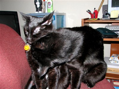 Picture 008