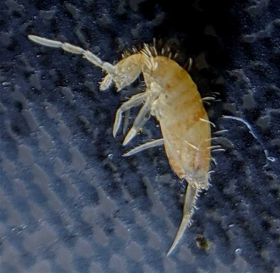 S. curviseta? Eyespot attempt