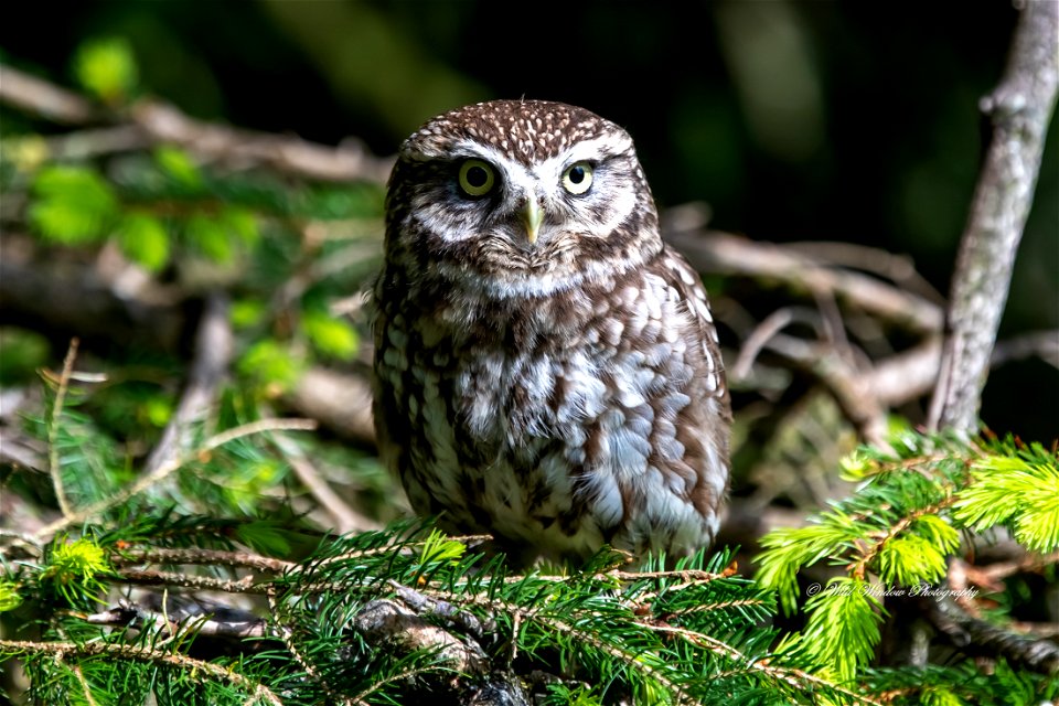 little owl