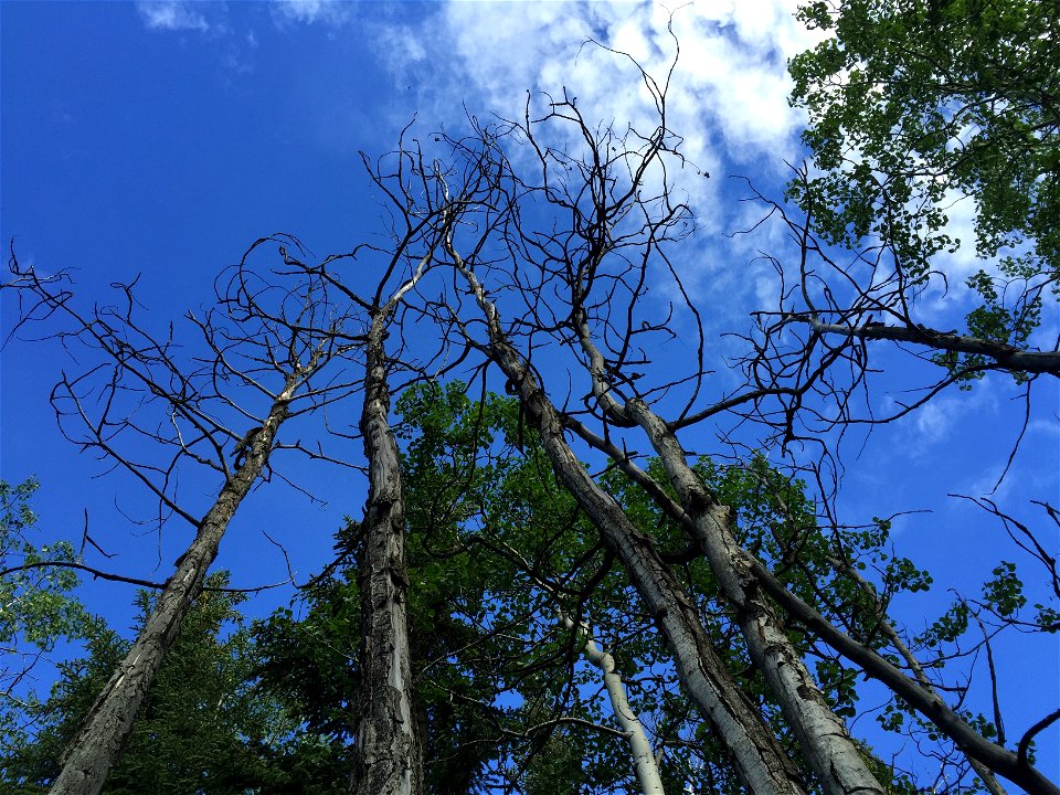 Aspen-running-canker-dead-trees-TaylorHwy-Alaska
