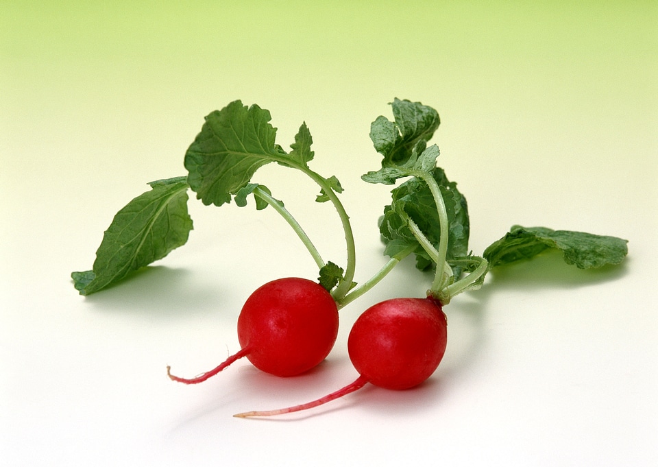 Fresh radish with leaves