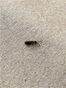 Springtail