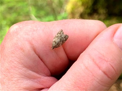 Western-blackheaded-budworm-moth-Tongass
