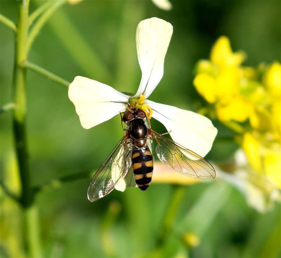 Spotted Meliscaeva (Meliscaeva auricollis)