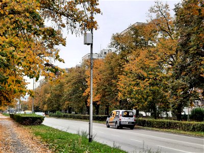 Yellow-green trees in Bulevar vojvode Živojina Mišića, Borik, Banja Luka, BiH