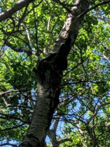 Aspen-target-canker-SC-Alaska-2