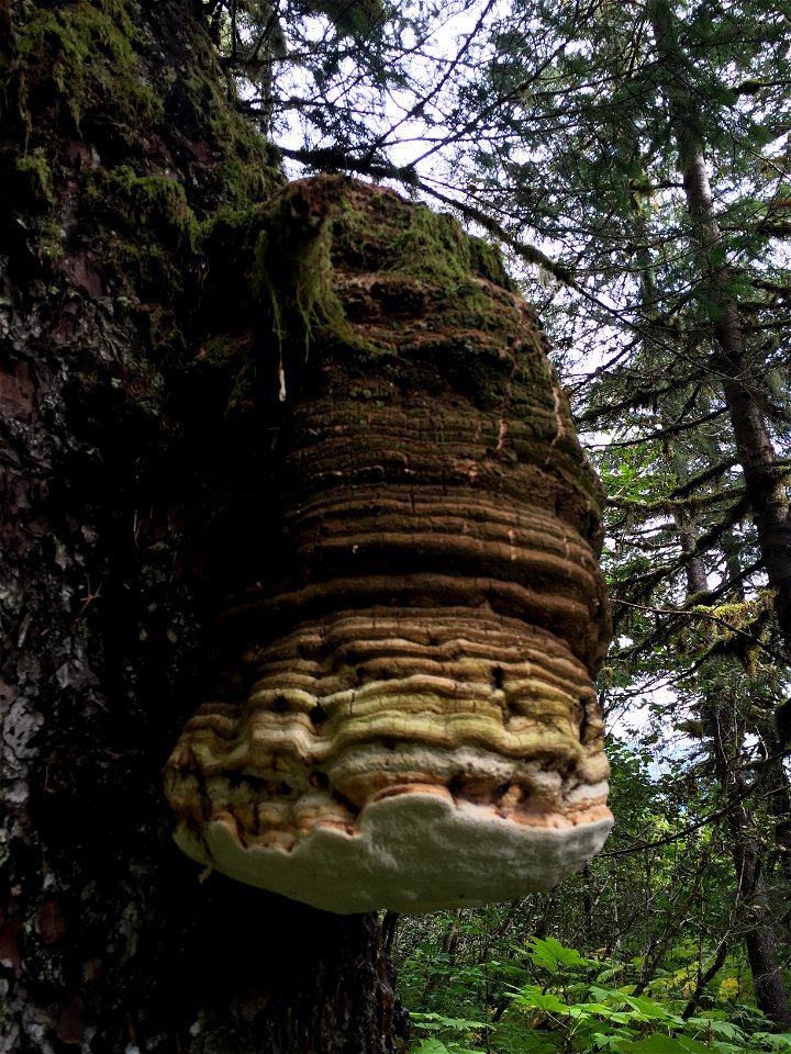 Fomitopsis-officinalis-conk-Tongass-1
