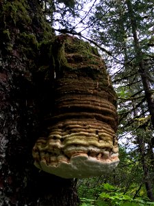 Fomitopsis-officinalis-conk-Tongass-1