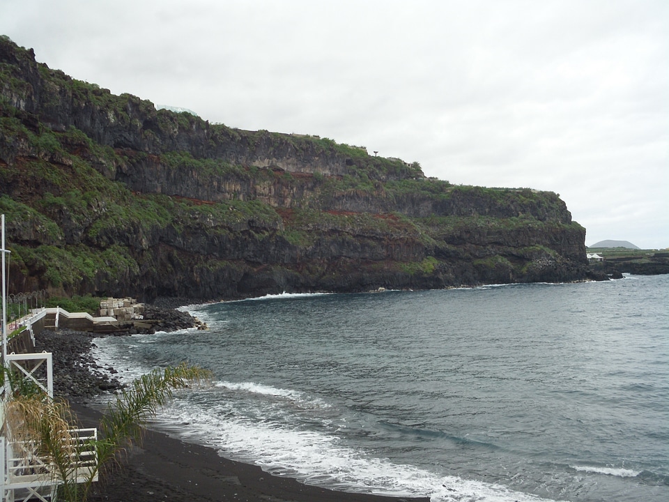 Dracaena draco in Icod de los VInos, Tenerife, Spain