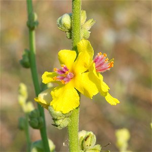Verbascum sp.
