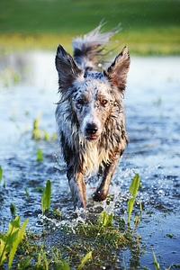 Water wet pet photo