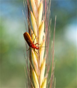 Rhagonycha nigritarsis photo