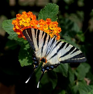 Scarce Swallowtail photo