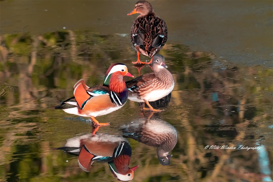 male female mandarin