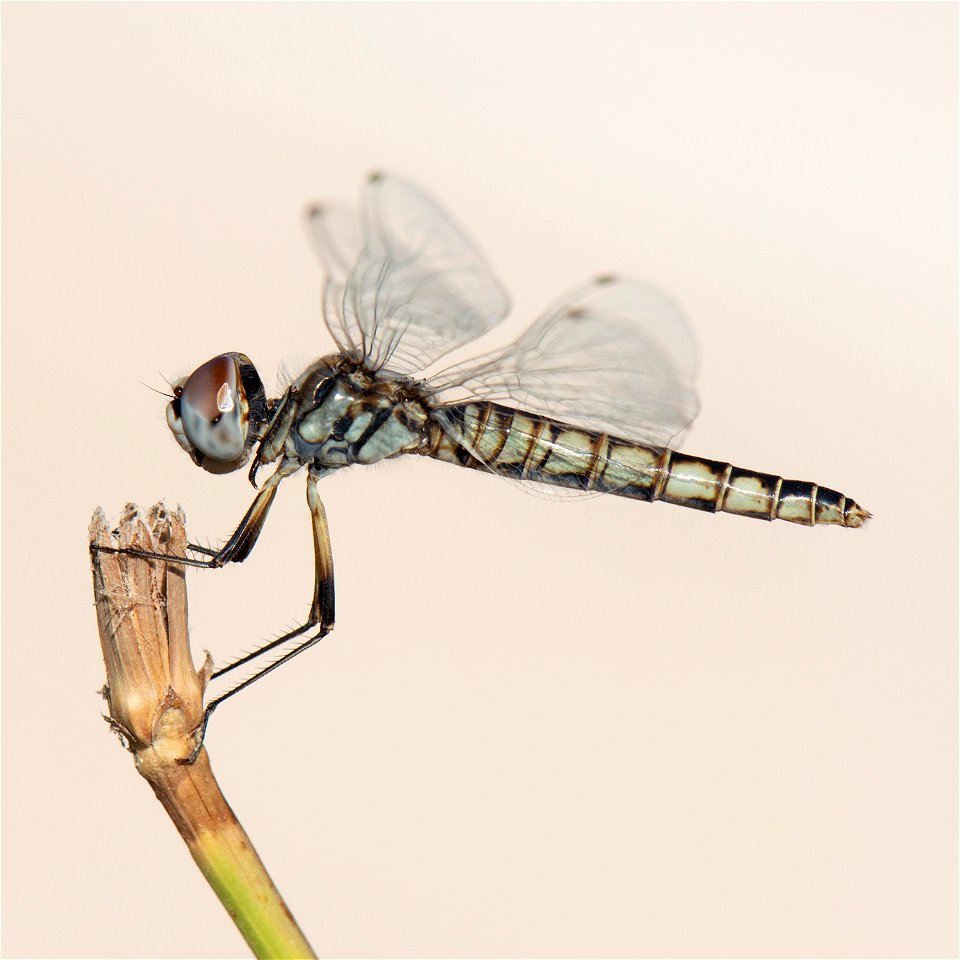 Selysiothemis nigra Black Pennant