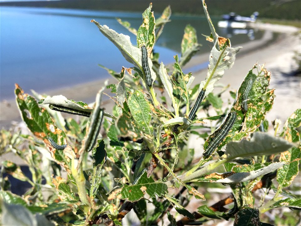 Alder-defoliators-speckled-green-fruitworm-Alaska