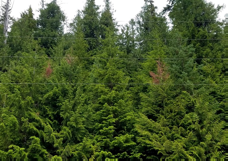 Western-redcedar-topkill-Prince-of-Wales-Island-Tongass-1
