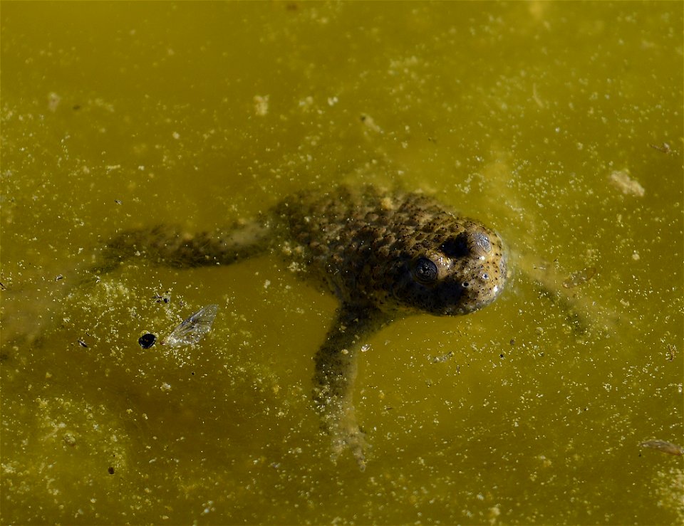 Yellow-bellied Toad (Bombina variegata) photo