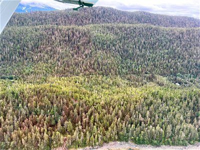 Western-blackheaded-budworm-damage-Aerial-detection-survey-TongassNF