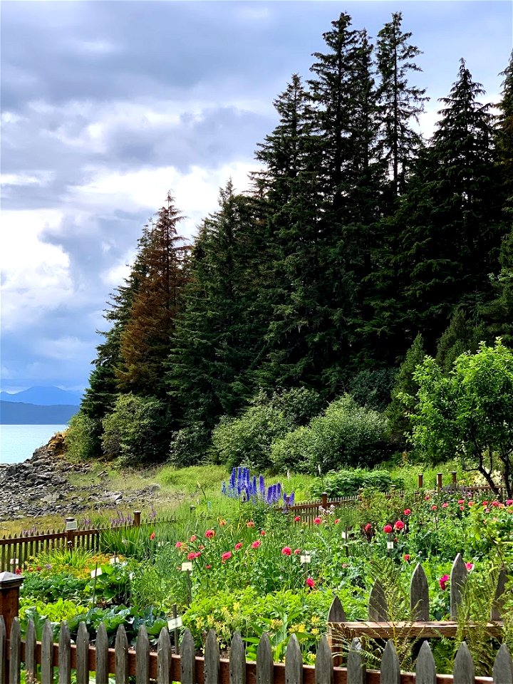 Hemlock-sawfly-feeding-damage-Tongass-6