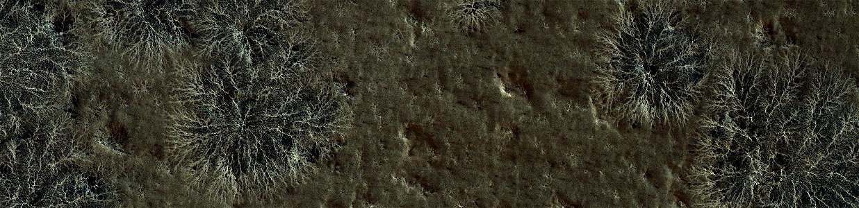 Mars - Starburst Spider