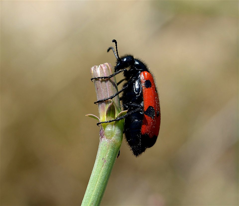 Mylabris quadripunctata