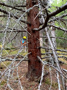 Spruce-beetle-attacked-spruce-dropping-green-needles_Alaska_SteveSwenson