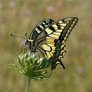 Old World Swallowtail photo