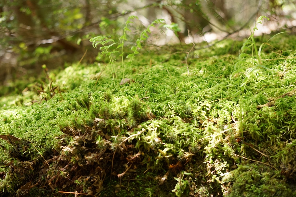 a tree stump covered with moss