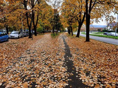 Autumn in bicycle-pedestrian zone of Bulevar Desanke Maksimović, Starčevica, Banja Luka, BiH